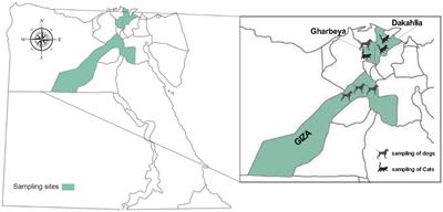 Molecular characteristics and zoonotic potential of enteric protists in domestic dogs and cats in Egypt